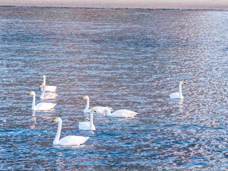 如约而至！经开区九龙湾迎来首批越冬大天鹅